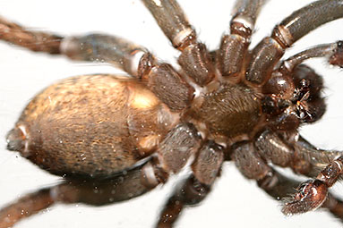 Ground wolf-spider Trochosa terricola