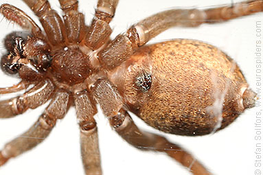Ground wolf-spider Trochosa terricola