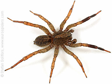Ground wolf-spider Trochosa terricola