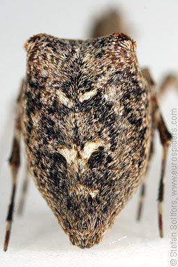 Hothouse featherleg Uloborus plumipes