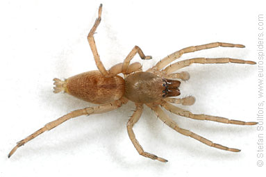 - Unidentified spiders