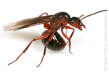 Winged ant
