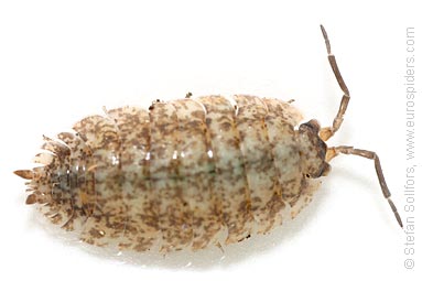Woodlouse