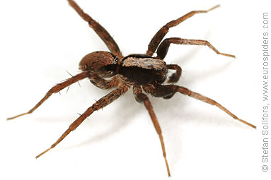 Burnt wolf-spider Xerolycosa nemoralis