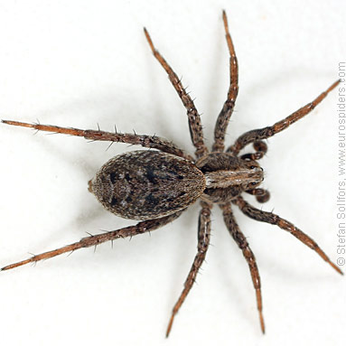 Dune wolf-spider Xerolycosa miniata