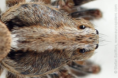 Dune wolf-spider Xerolycosa miniata