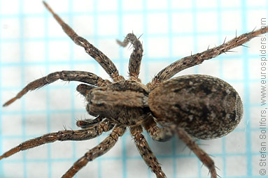 Dune wolf-spider Xerolycosa miniata