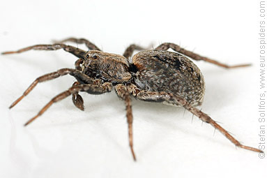 Dune wolf-spider Xerolycosa miniata