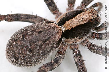 Burnt wolf-spider Xerolycosa nemoralis