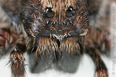 Burnt wolf-spider Xerolycosa nemoralis