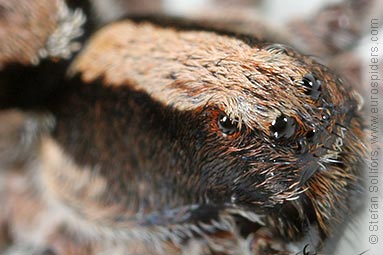 Burnt wolf-spider Xerolycosa nemoralis