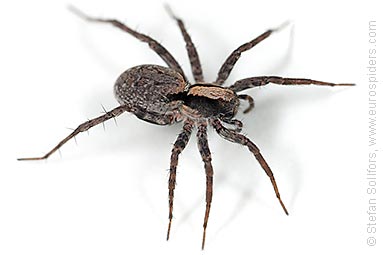 Burnt wolf-spider Xerolycosa nemoralis