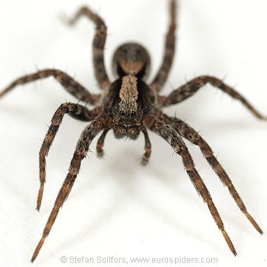 Burnt wolf-spider Xerolycosa nemoralis