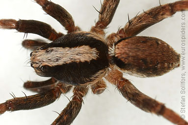 Burnt wolf-spider Xerolycosa nemoralis