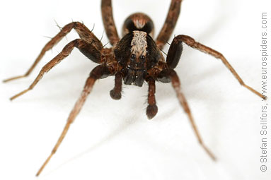 Burnt wolf-spider Xerolycosa nemoralis