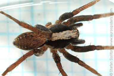 Burnt wolf-spider Xerolycosa nemoralis