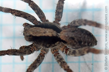 Burnt wolf-spider Xerolycosa nemoralis