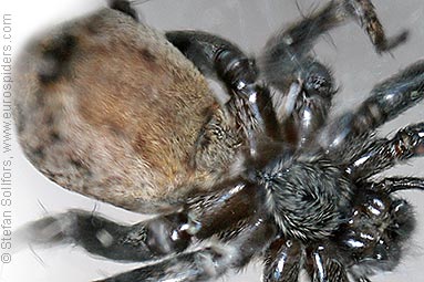 - Xerolycosa nemoralis