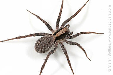 Burnt wolf-spider Xerolycosa nemoralis