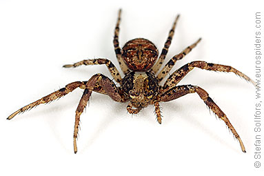 - Xysticus audax