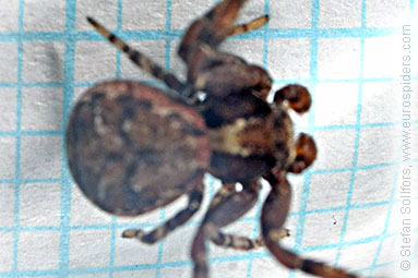 - Xysticus audax
