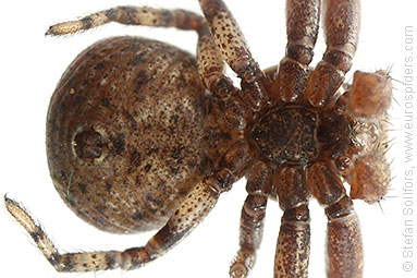 - Xysticus audax