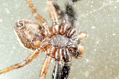- Xysticus ulmi