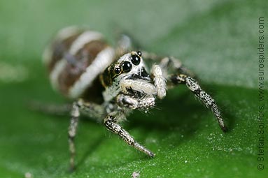 Zebra spider or Zebra jumper Salticus scenicus