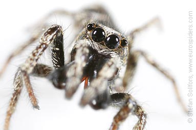 Zebra spider or Zebra jumper Salticus scenicus