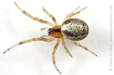 Red-sided sector spider Zygiella atrica
