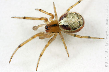 Red-sided sector spider Zygiella atrica