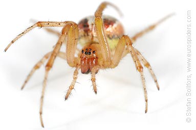 Red-sided sector spider Zygiella atrica