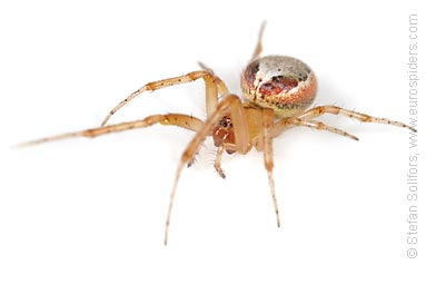 Red-sided sector spider Zygiella atrica