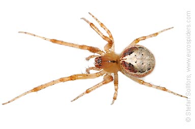 Red-sided sector spider Zygiella atrica