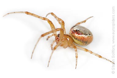 Red-sided sector spider Zygiella atrica