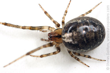 Red-sided sector spider Zygiella atrica