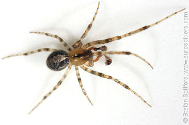 Red-sided sector spider Zygiella atrica