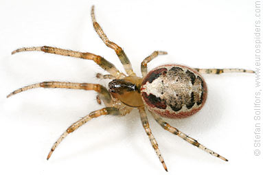 Red-sided sector spider Zygiella atrica