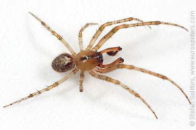 Red-sided sector spider Zygiella atrica