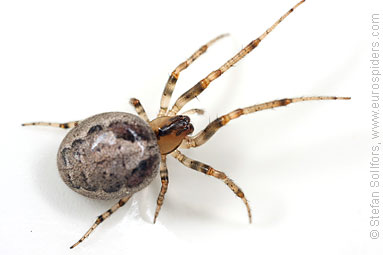 Red-sided sector spider Zygiella atrica