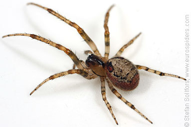 Red-sided sector spider Zygiella atrica