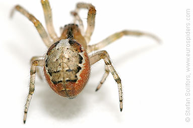 Red-sided sector spider Zygiella atrica