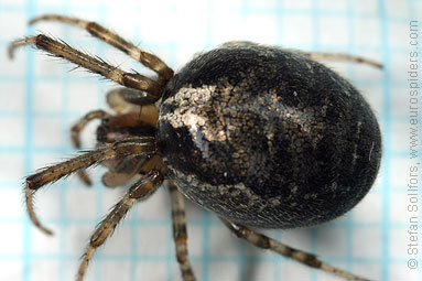 Red-sided sector spider Zygiella atrica