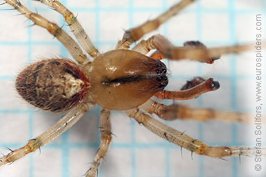 Red-sided sector spider Zygiella atrica