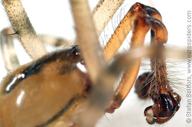 Red-sided sector spider Zygiella atrica