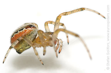 Red-sided sector spider Zygiella atrica