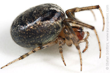 Red-sided sector spider Zygiella atrica