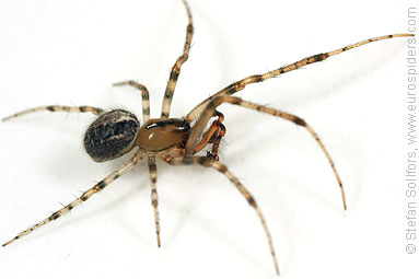 Red-sided sector spider Zygiella atrica