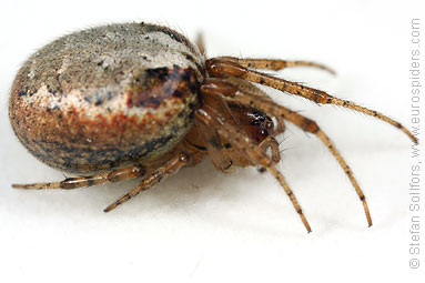 Red-sided sector spider Zygiella atrica