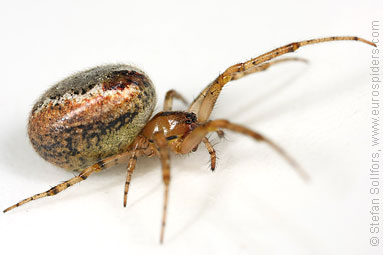 Red-sided sector spider Zygiella atrica